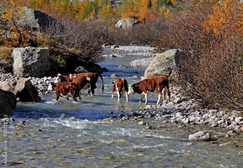 vacche al guado in Val Ferret photo