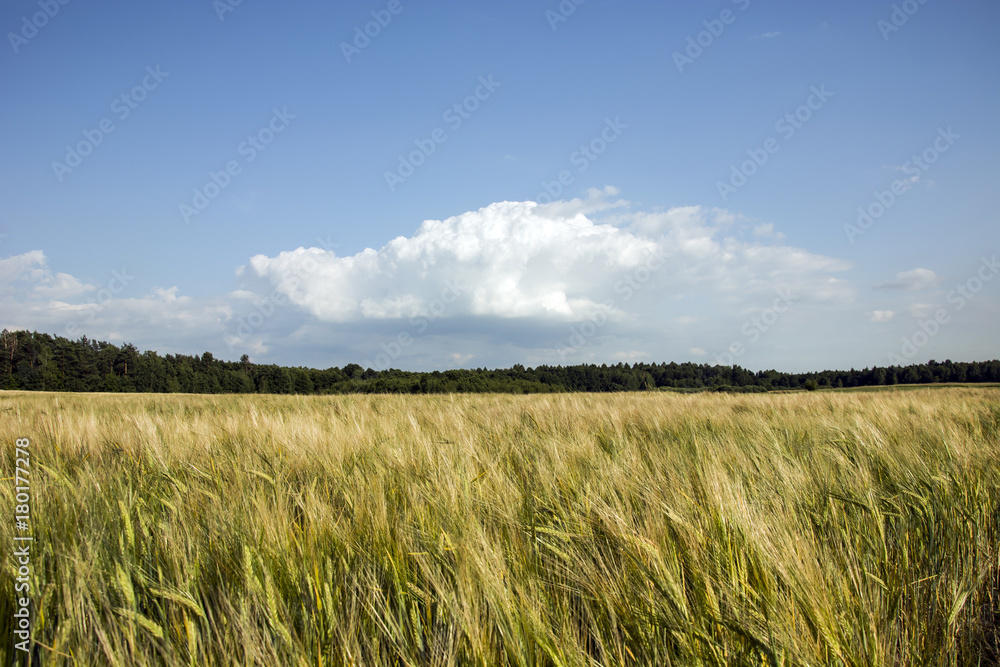 Field of grain, forest and sky with clouds