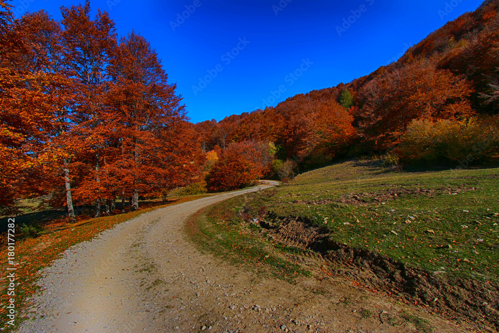Fototapeta premium Strada verso l'autunno