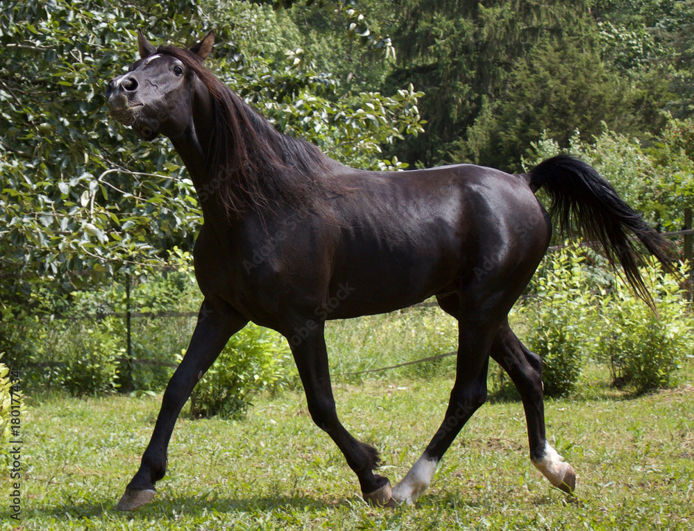 Proud Stallion Proud Stallion