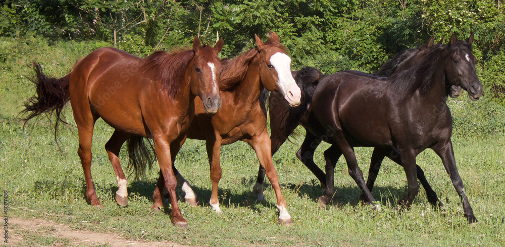 Fototapeta premium Two By Two