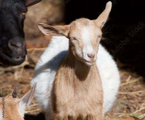 Pregnant Goat