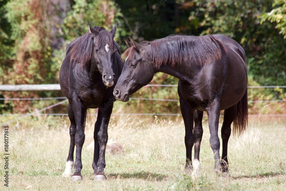 Horse Sisters Chatting