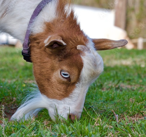 Billy Goat Blue Eyes