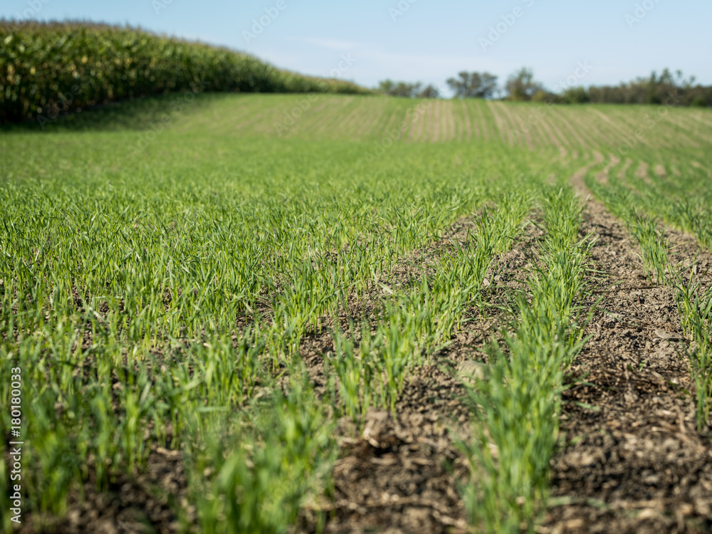 wheat and corn wheat and corn