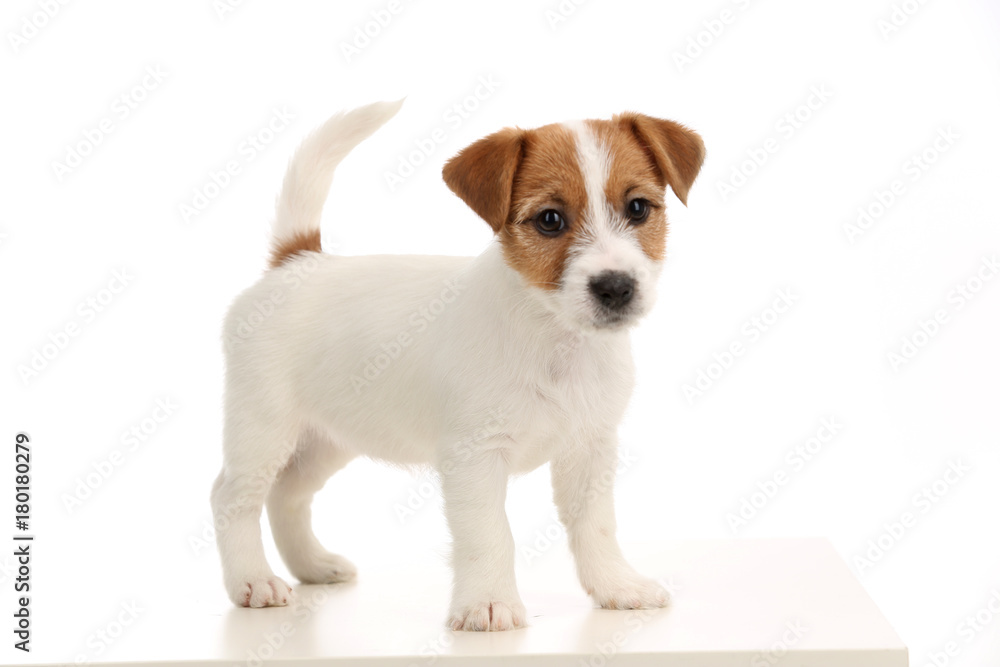 Jack russell baby. Close up. White background