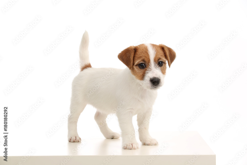 Jack russell terrier puppy. Close up. White background Jack russell terrier puppy. Close up. White background