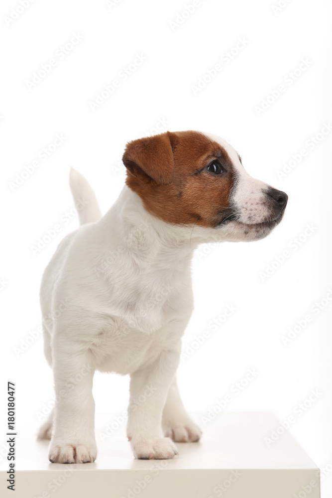 Jack russell puppy looking aside. Close up. White background