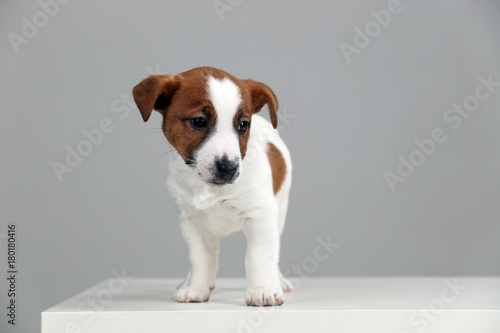 Jack russell standing profile. Close up. Gray background