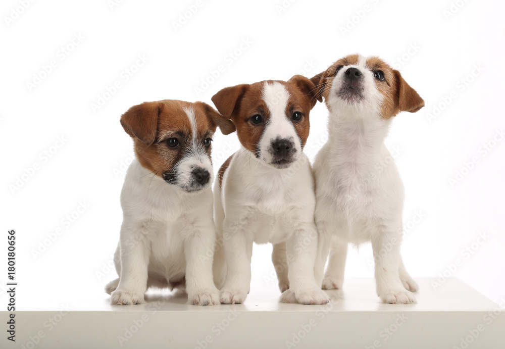 Cute jack russell terriers puppies. Close up. White background