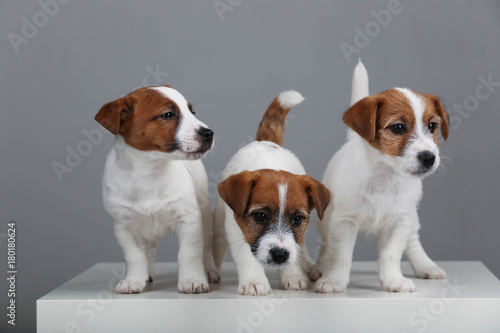 Jack russells. Close up. White background