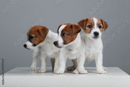 Cute jack russell terriers. Close up. Gray background