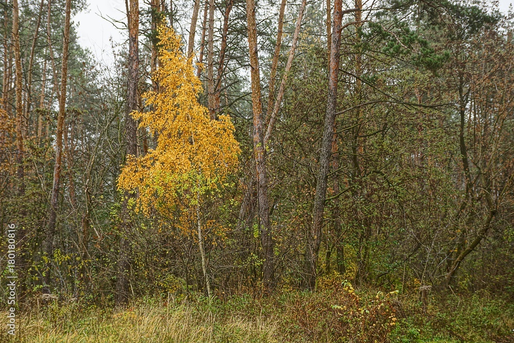 Fototapeta premium жёлтая берёза на опушке леса с соснами