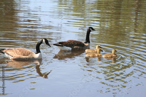 Family of geese raising thier young near a small lake
