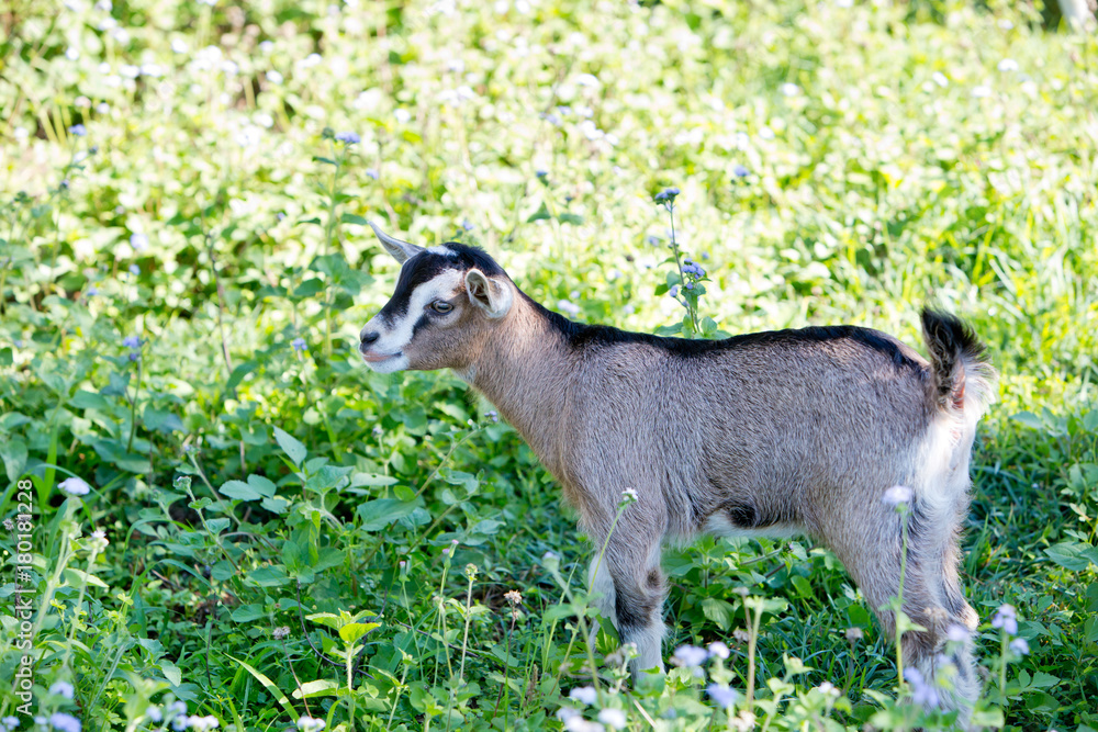 Young beige miniature goat kid, part pygmy in meadow