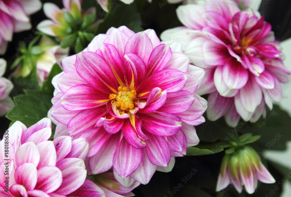 Obraz premium Pink and White Dahlia