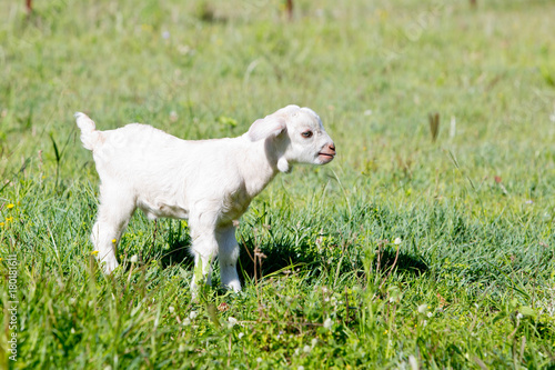 White goat kid standing in paddock on sunny day © CreativeFire