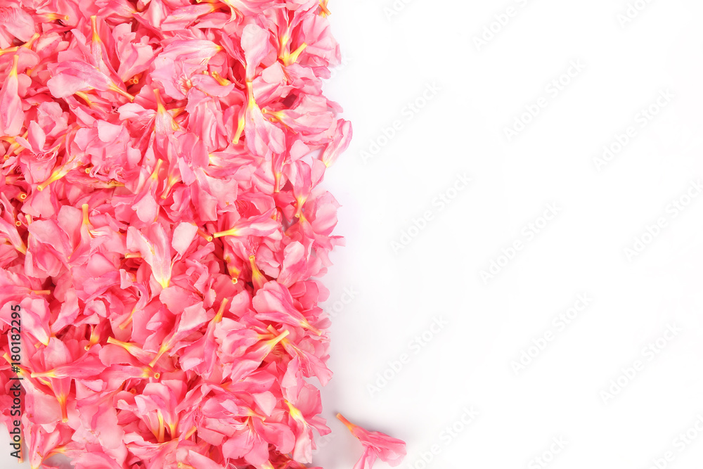 Nerium oleander- pink flowers