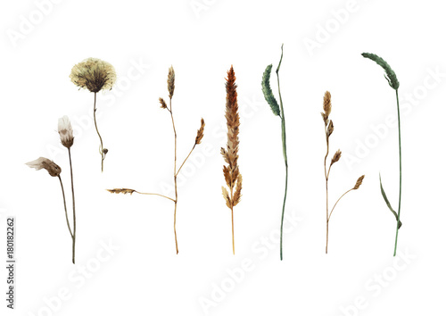 Set of watercolor field plants isolated on white background. Hand drawn illustration. Summer grass. Botanical painting.