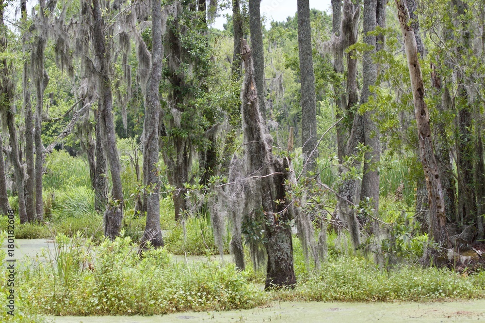 Obraz premium Swampy Marsh