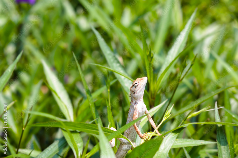 Closeup Chameleon on top of green plant Closeup Chameleon on top of green plant