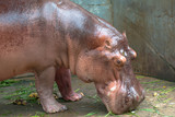 Eating Hippo in concrete floor