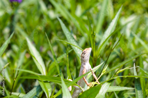 Closeup Chameleon  on top of green plant