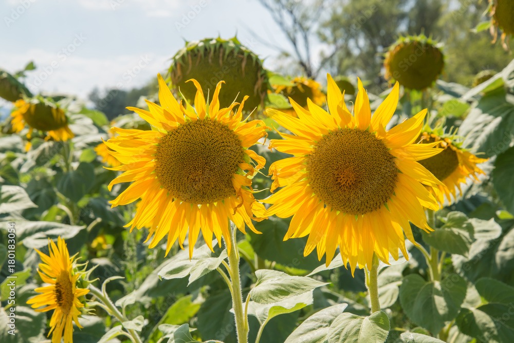 Fototapeta premium Field with sunflowers 