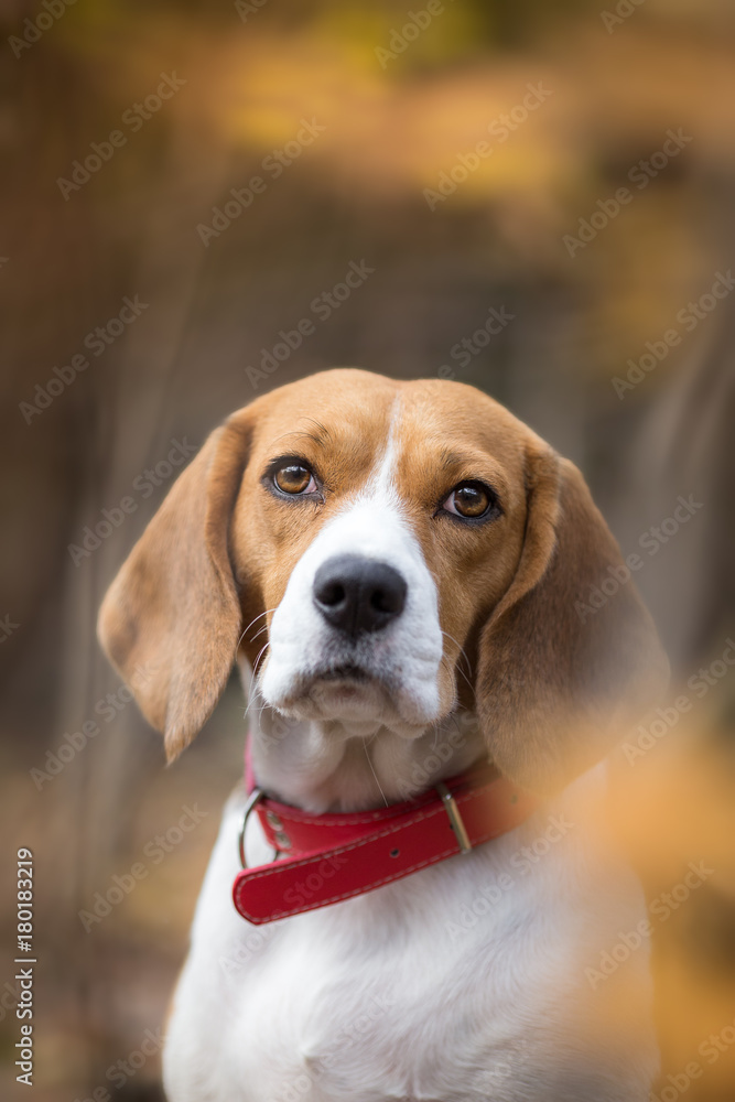 Beautiful Beagle dog in the autumn forest Beautiful Beagle dog in the autumn forest