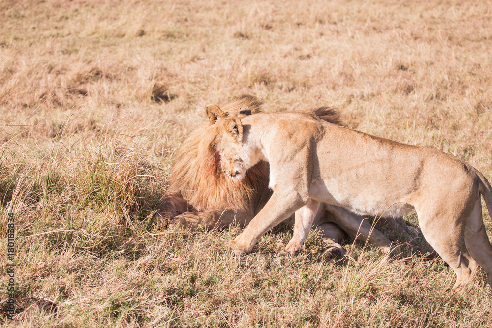 Couple of lions masai mara in kenya africa Couple of lions masai mara in kenya africa