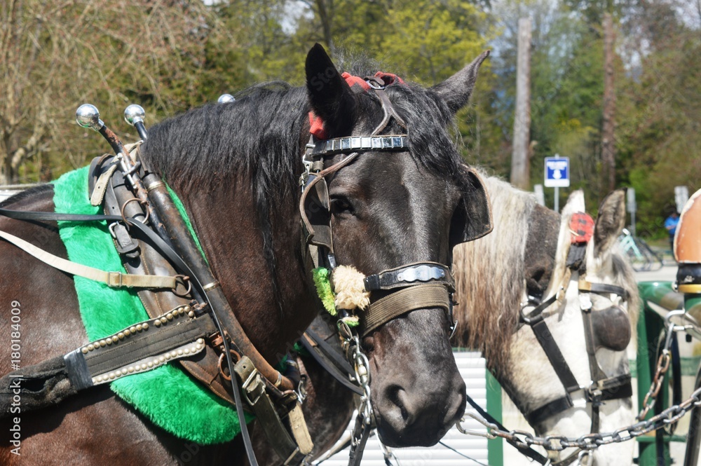 Obraz premium Horse Carriage at Stanley Park Canada