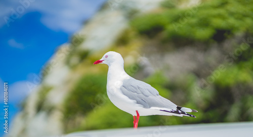 red-billed gull, seagull in Newzealand © sittichana