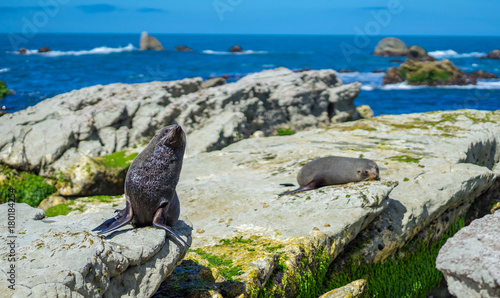 The lazy Seals lay down on the rock