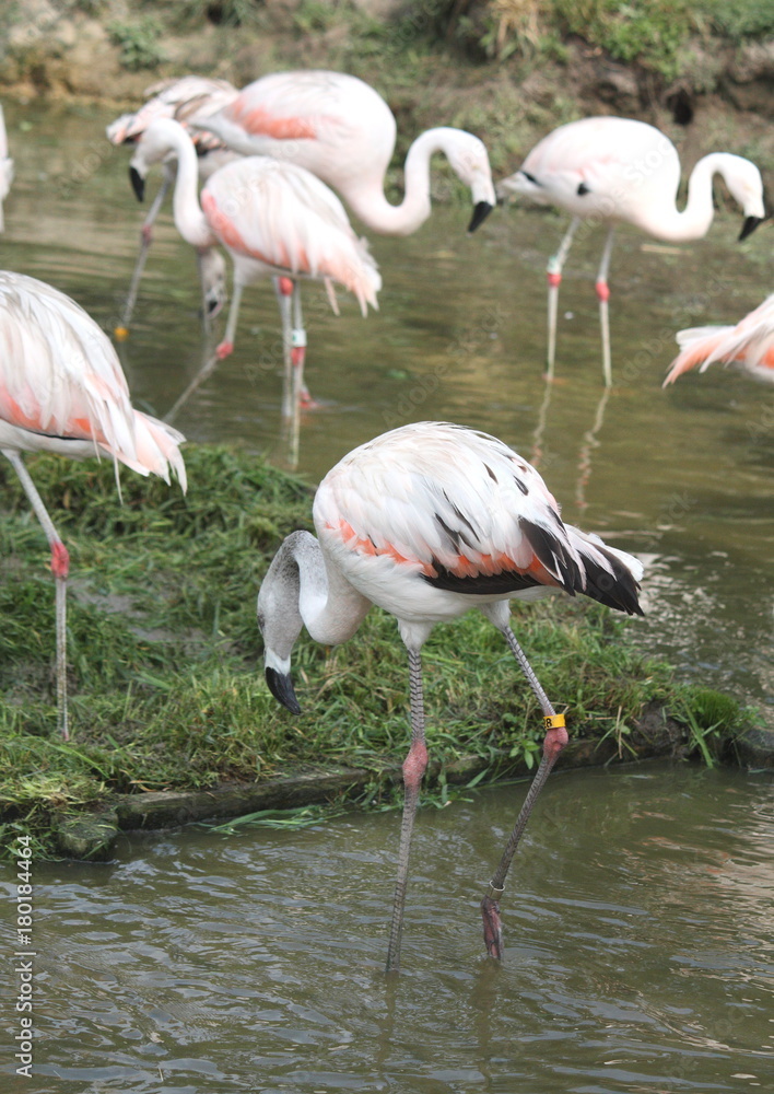 Flamingo Flock