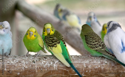 Parakeet Flock