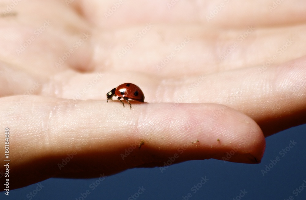 Lady Bug in Hand Lady Bug in Hand
