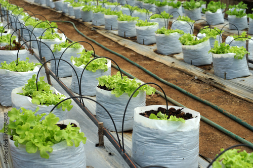 green lettuce vegetable in organic farm