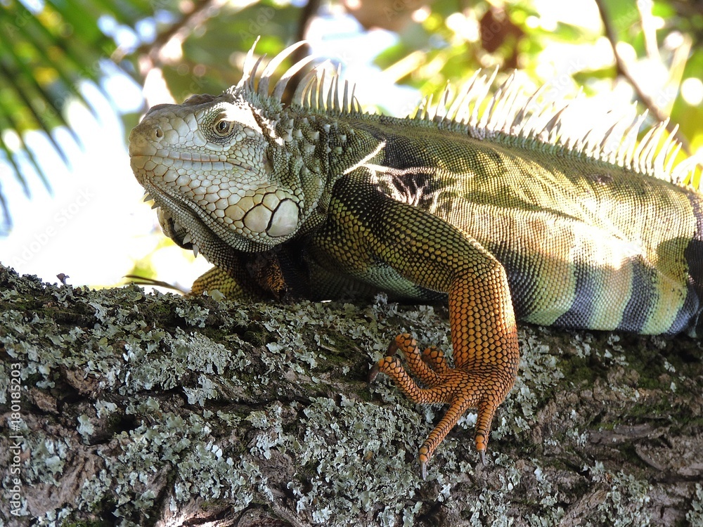 Fototapeta premium Reptil