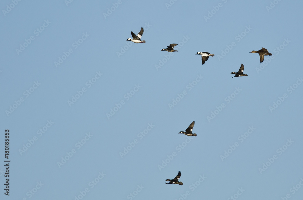 Flock of Bufflehead Ducks Flying in a Blue Sky Flock of Bufflehead Ducks Flying in a Blue Sky