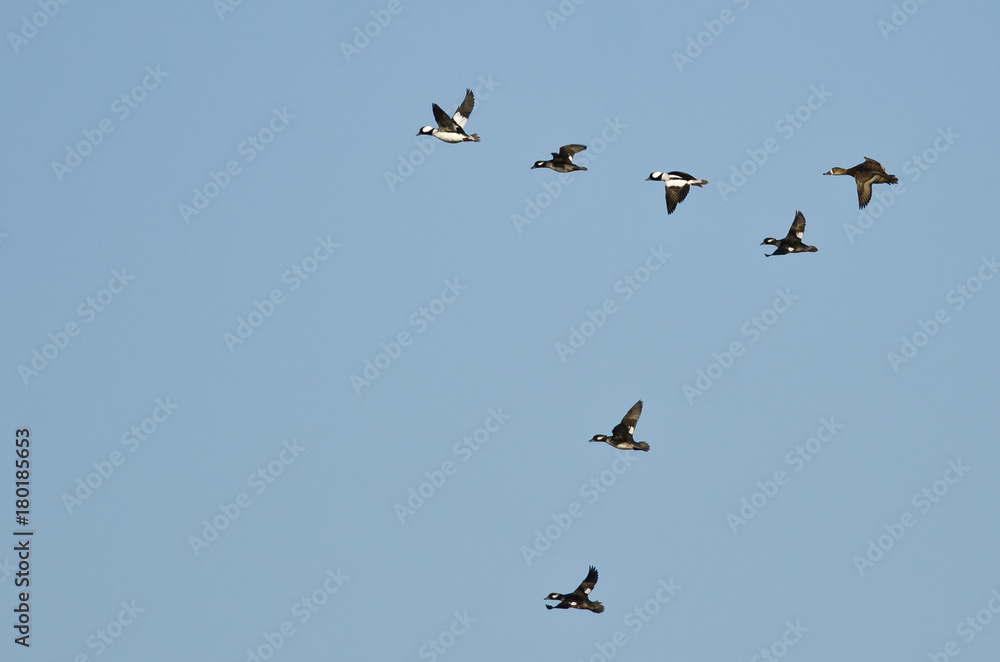 Flock of Bufflehead Ducks Flying in a Blue Sky