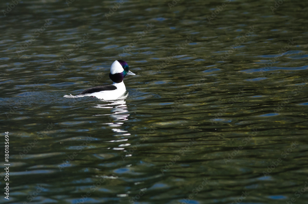 Male Bufflehead Resting on the Still Water of the Pond Male Bufflehead Resting on the Still Water of the Pond
