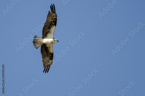 Lone Osprey Flying in a Blue Sky