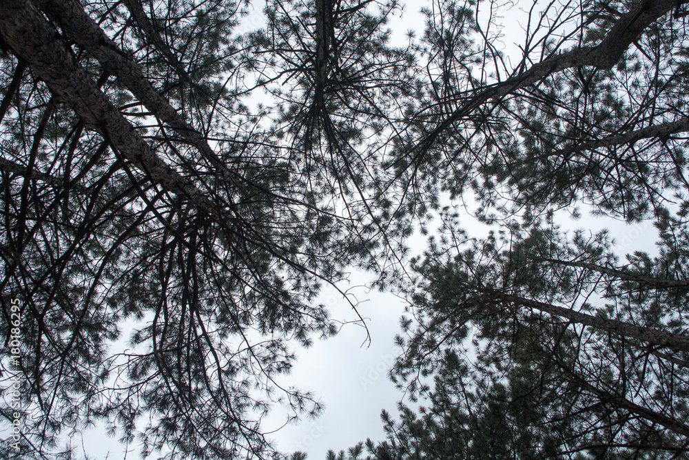 Fototapeta premium Autumn trees in a beautiful forest straight tall trunks without branches covered with bark in the evening at dusk