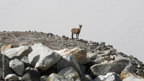 Camosci in alta montagna photo