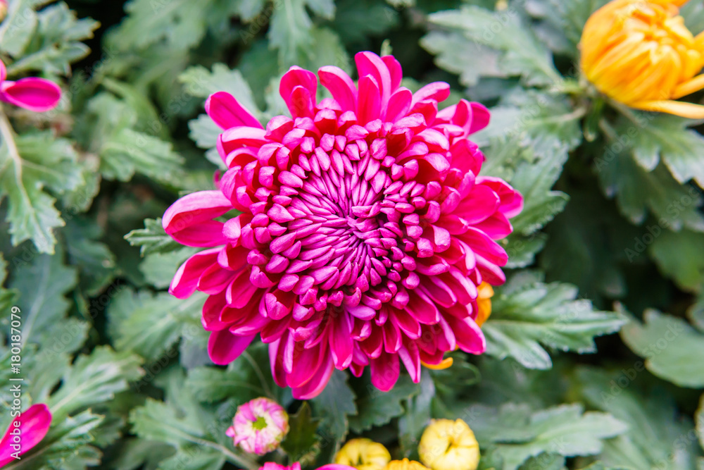 flower flower