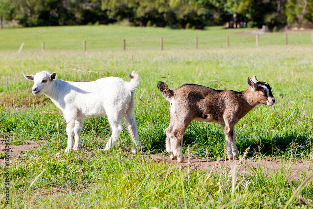 Two young, part pygmy, goat kids - beige and white