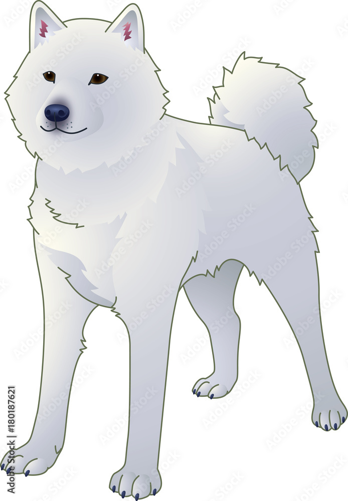 43 Best 北海道犬 Images Stock Photos Vectors Adobe Stock