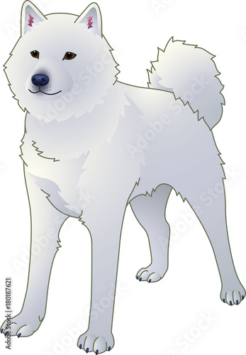北海道犬　白