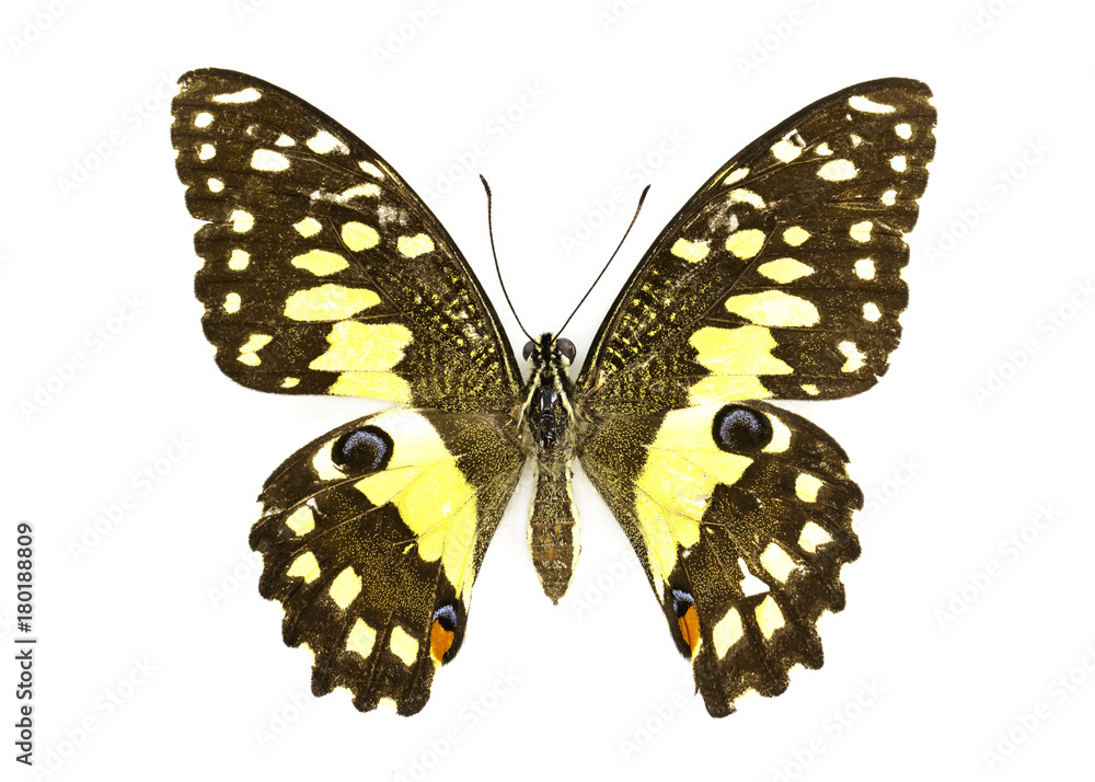Image of Lime Butterfly (Papilio demoleus) on white background. Insect. Animal
