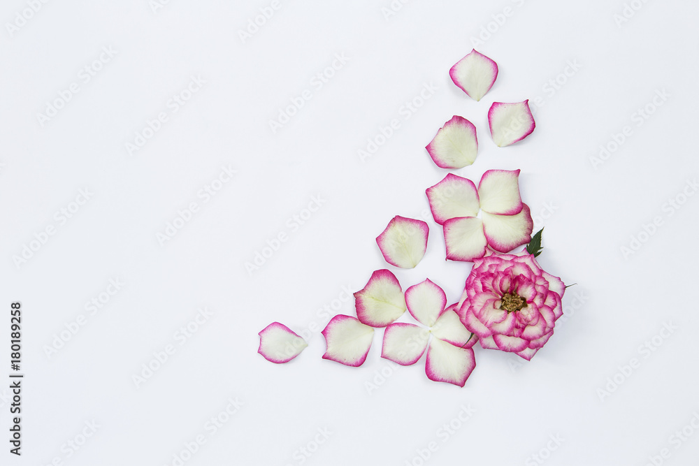 Pink rose flower design on white background, card background concept